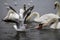 Swans and gulls fighting for food