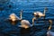Swans in Hallstatt