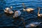 Swans in Hallstatt