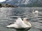 Swans in the Hallstatt city, Austria