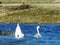 Swans having fun in the lake