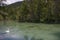 Swans with her babies in the Dobbiaco lake, South Tyrol