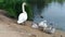 Swans and her babies. Ugly ducklings.