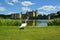 Swans. Historic medieval, Leeds Castle. Kent UK