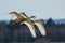 Swans in HornborgasjÃ¶n,Sweden