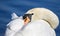 Swans with its head tucked under its wing