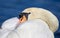 Swans with its head tucked under its wing