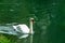 Swans on the Kembs canal in Alsace France