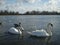 Swans in Kensington Gardens, London