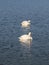 Swans on a lake