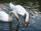 Swans on lake