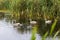 Swans on the lake in Comana natural reservation