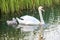 Swans on the lake. Familiy of swans