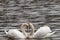 Swans in a lake forming a heart (close-up)