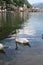 Swans in the lake in halstatt Austria