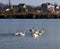 Swans on the lake in Izmail, Ukraine.