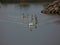 Swans on the lake in midday