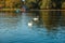 Swans in the lake at regent`s park in london