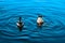 Swans in the lake at regent`s park in london