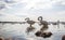 Swans on lake Sasyk