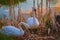 Swans on the lake with sunset