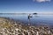 Swans On Lake Taupo