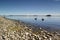 Swans On Lake Taupo