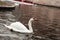 Swans in a lake and tourists in a boat in the background. Bruges, Brugge, province of West Flanders, Belgium