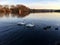 Swans in the lake. White and nice