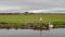 Swans in landscape at Braunton Marshes near Barnstaple, Devon, England.