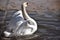 Swans- largest extant members of the waterfowl family Anatidae, and are among the largest flying birds.