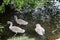 Swans Liffey River in Dublin