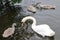 Swans Liffey River in Dublin
