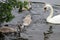 Swans Liffey River in Dublin