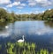 Swans light and cloudy sky