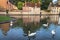 Swans line floating on Brugge canal waters with reflection, Belgium