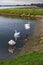 Swans are lounging on the banks of the Rhine. One puts its head to the water