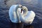 Swans in Love