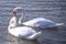 Swans in love, Dunav River, Belgrade, Serbia