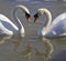 Swans. Love. Heart.