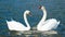 Swans in Love, Hyde park London