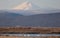 Swans in Lower Klamath Marsh and Snow-Covered Mountain