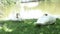 Swans lying on the grass near pond in summer garden. Snows-white swans walks on green grass. Birds and waterfowl. Ducks. Mute Swan