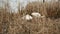 Swans in Marsh Nest Building