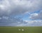 Swans in meadow under cloudscape near amersfoort and eemnes in holland