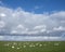 Swans in meadow under cloudscape near amersfoort and eemnes in holland