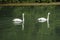 Swans on the Mincio river