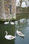 Swans on moat at historic building