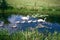 Swans on Montgomery Canal in Wales, UK