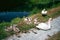 Swans on Montgomery Canal in Wales, UK